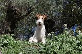 FOX TERRIER 118